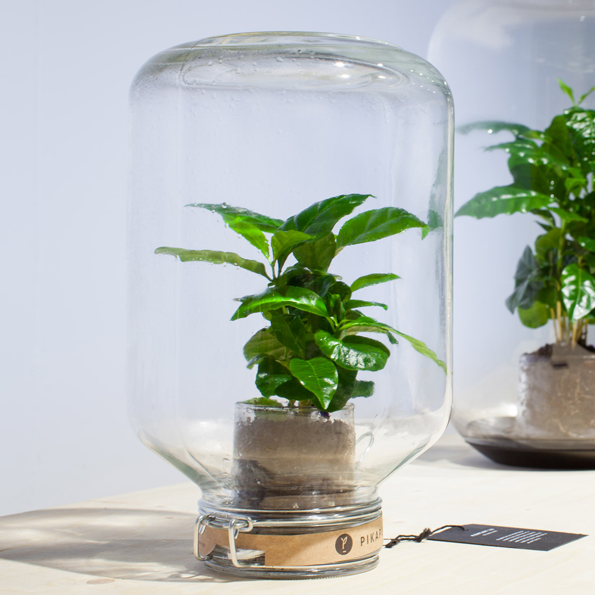 Pikaplant_Jar_Aeris_DutchDesignWeek2016_Credits_TimVanDerPost_05